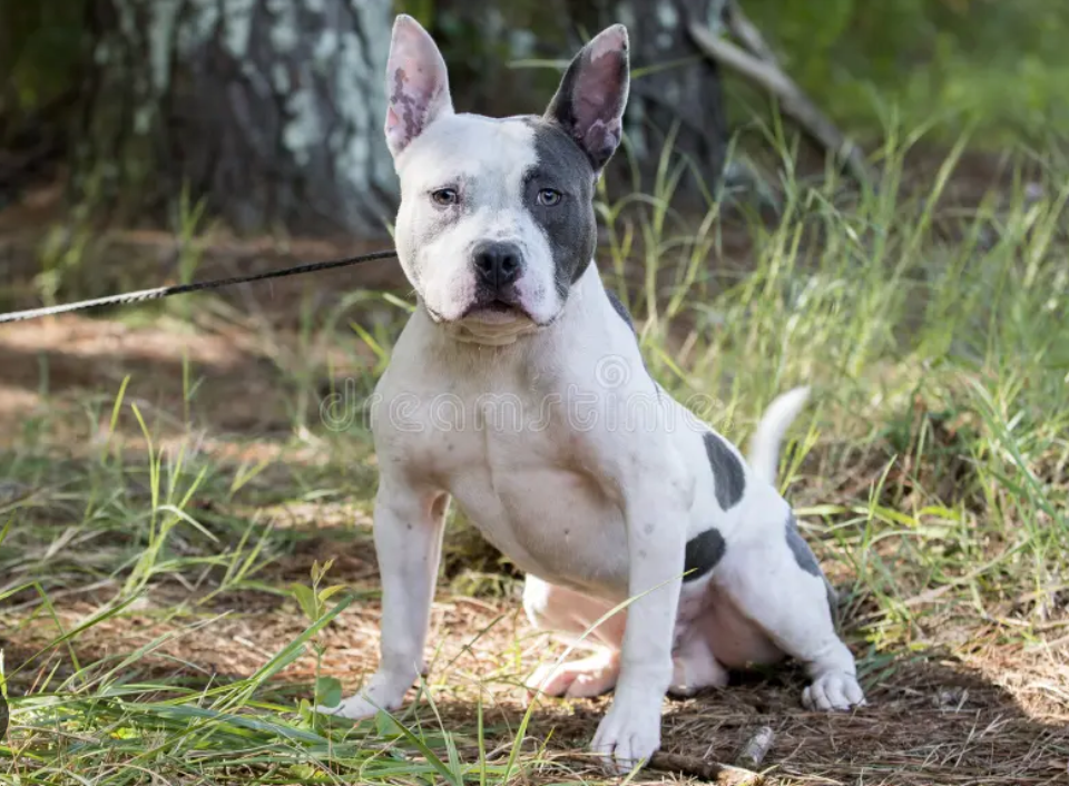 Pitbull French Bulldog Mix